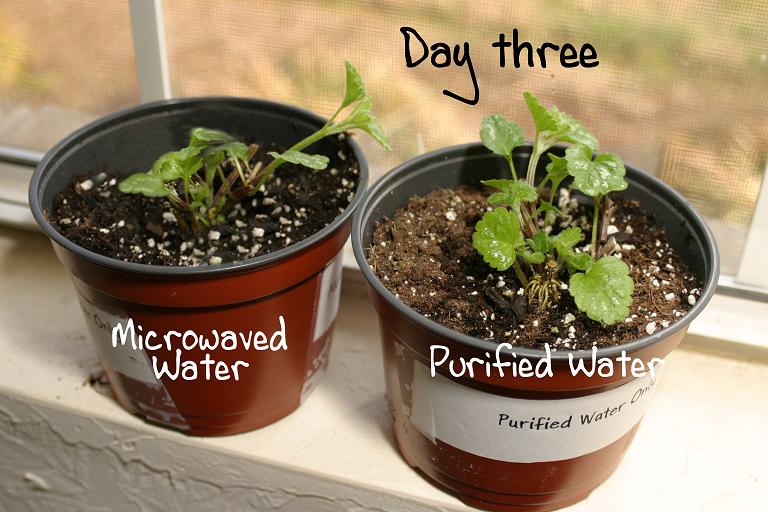 microwave oven radiated water and plant experiments
