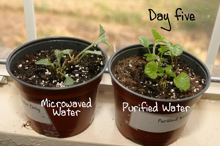 plants grown in microwave radiated water see the results