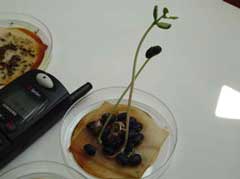 Plant seeds protected from cell phone electromagnetic fields.