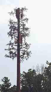 cell tower trees disguised as cell towers
