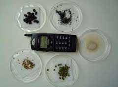 Plant seeds protected from cell phone radiation.
